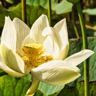 Lotusblüte in Mauritius 