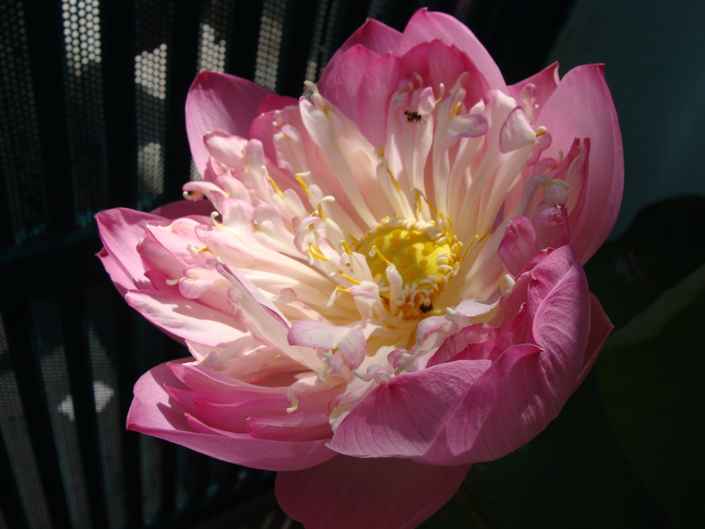 Lotusblüte in Saigon, Vietnam