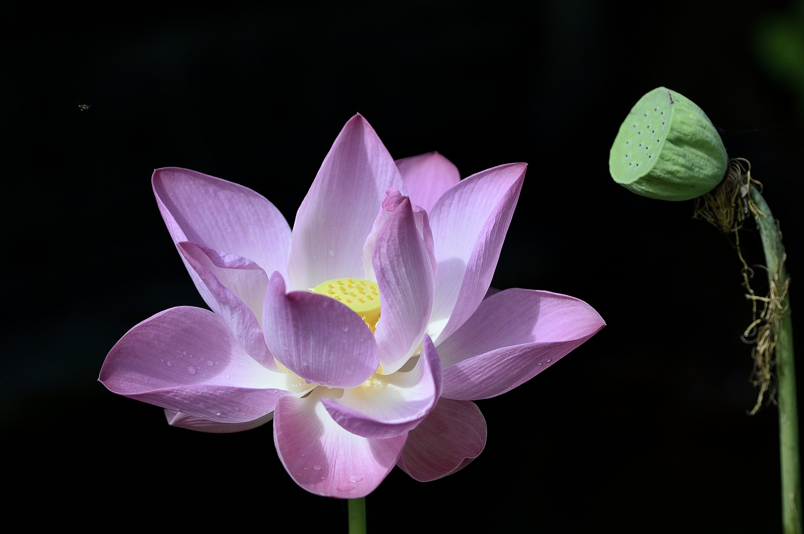 Lotusblüte in Thailand