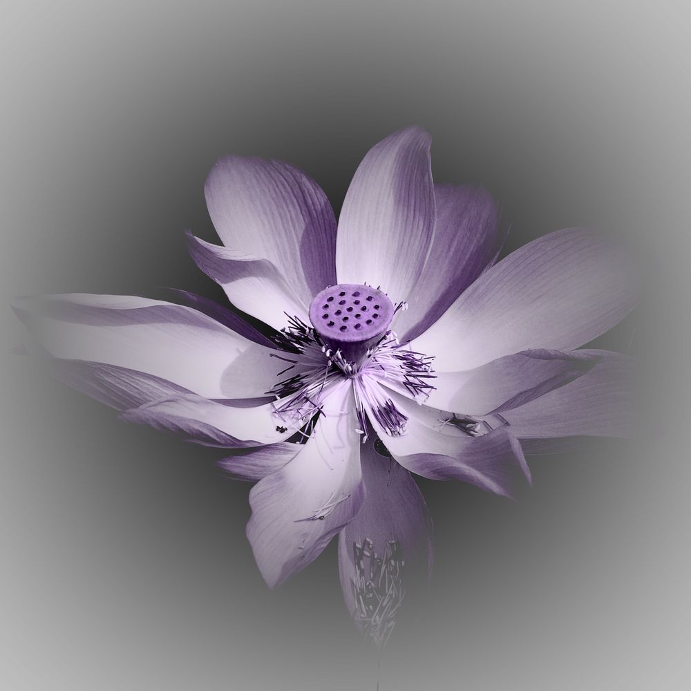 Lotusblüte - kreativ von FotoFukS 