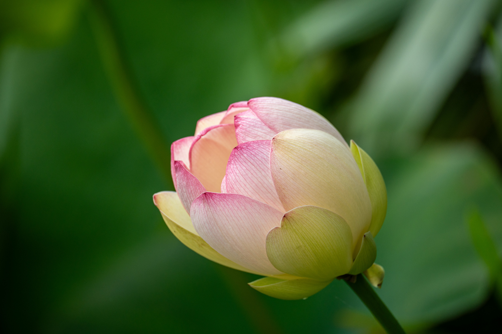 Lotusblüte kurz vor dem Aufblühen