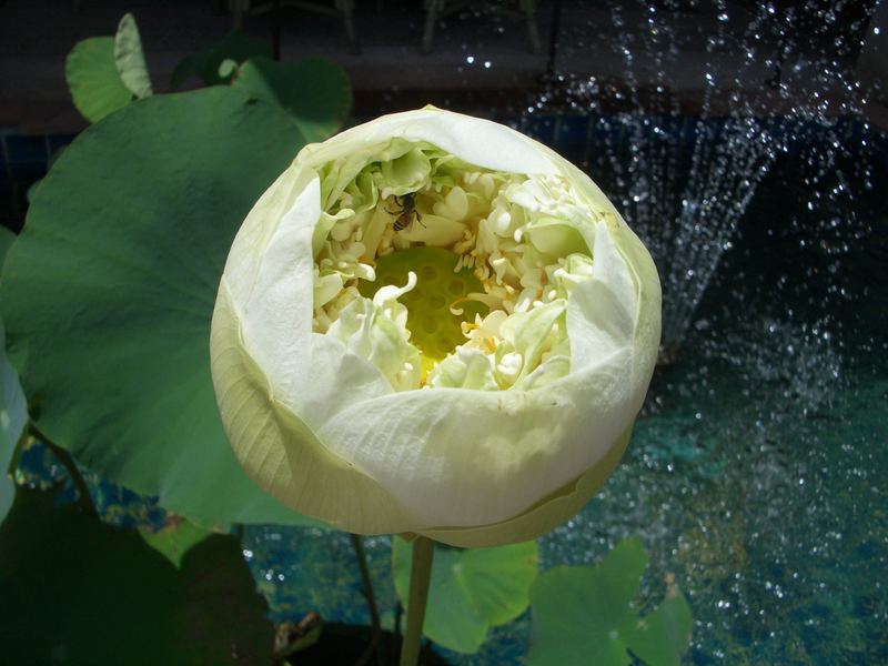 Lotusblüte mit Springbrunnen