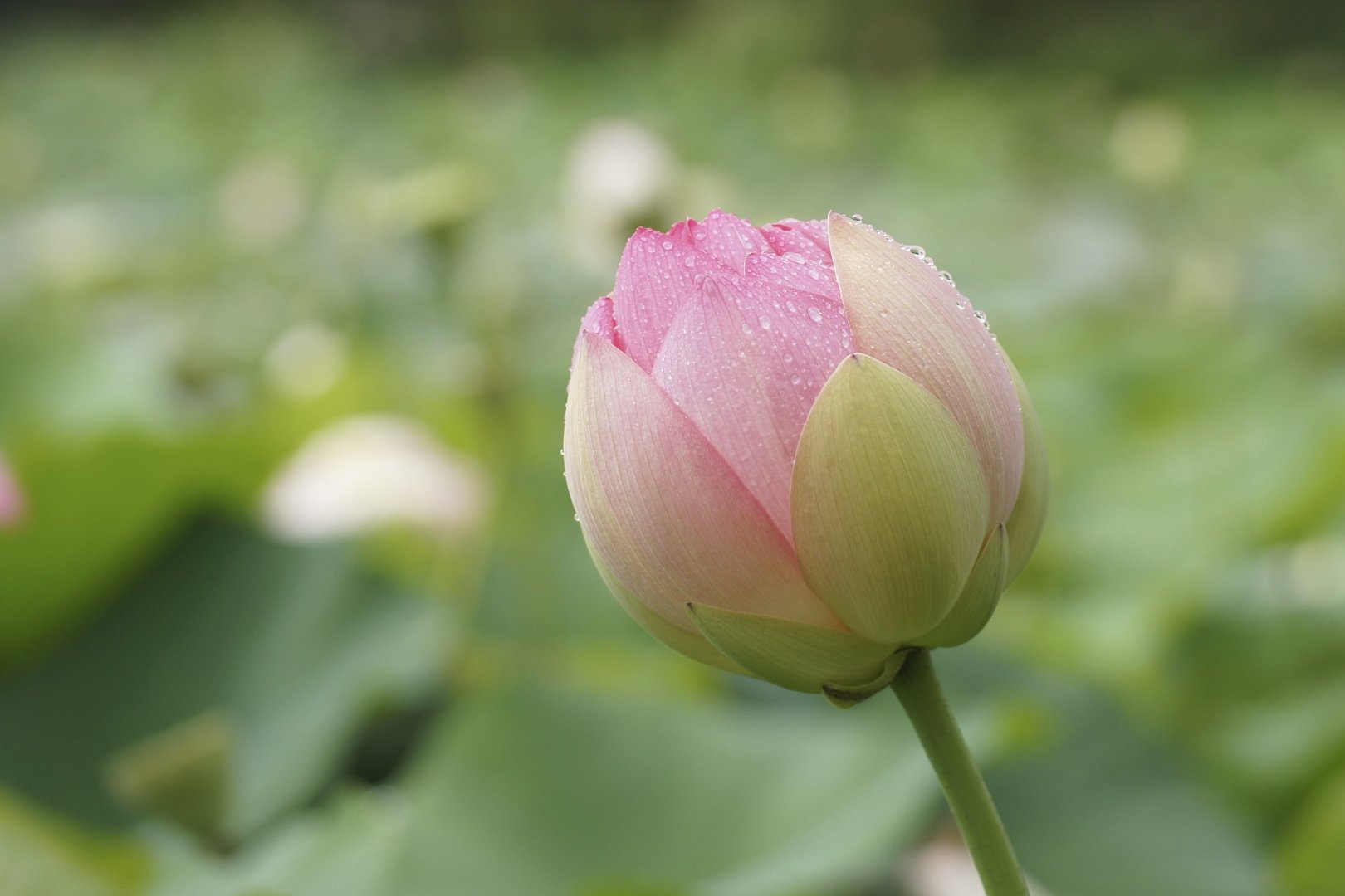 Lotusblüte nach dem Regen
