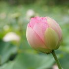 Lotusblüte nach dem Regen