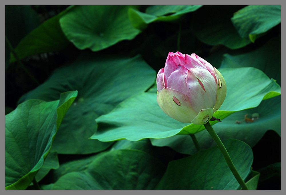 Lotusblüte (Palmengarten Frankfurt am Main)