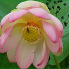 Lotusblüte - selten und edel