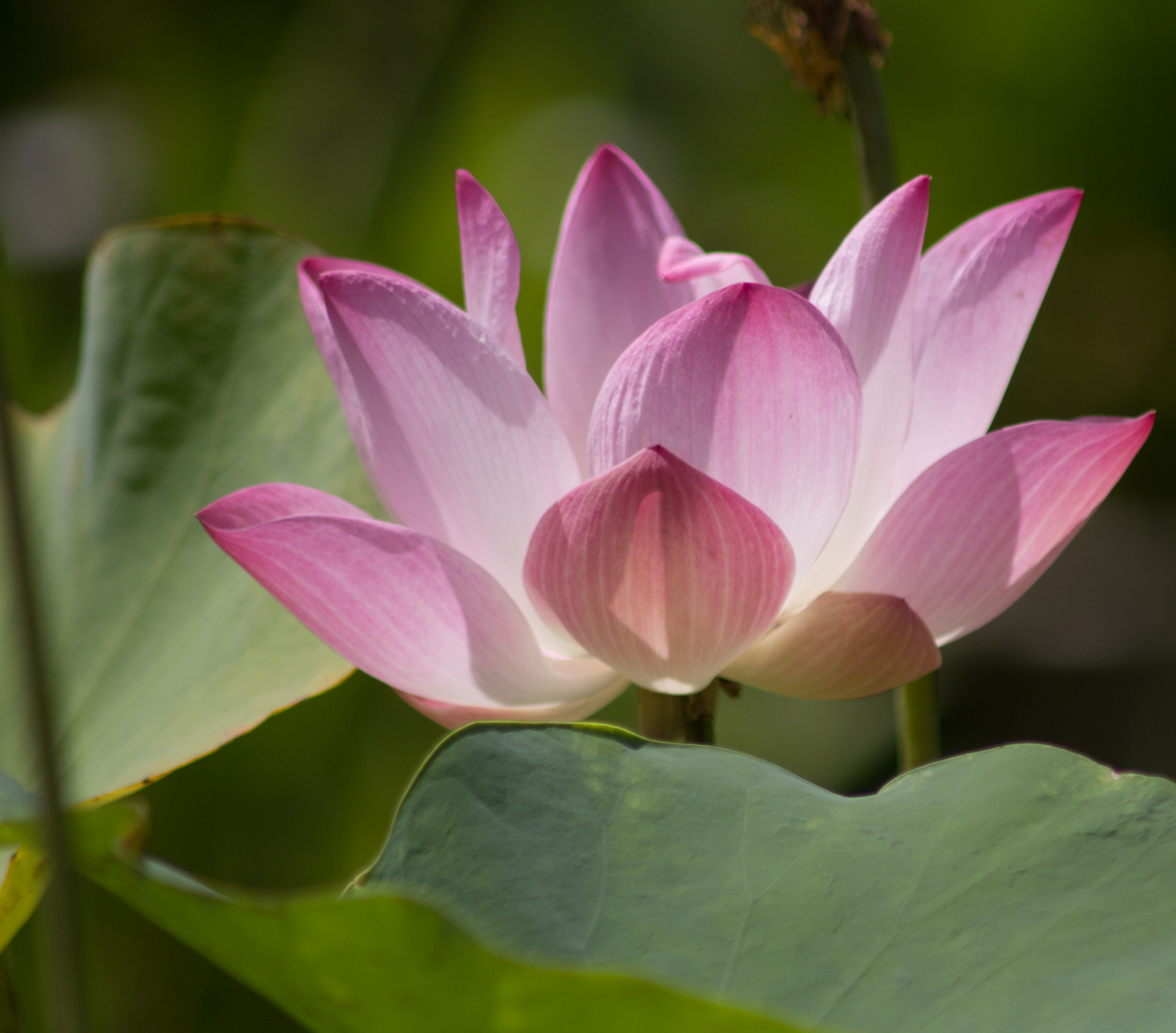 Lotusblüte, Thailand