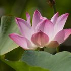Lotusblüte, Thailand