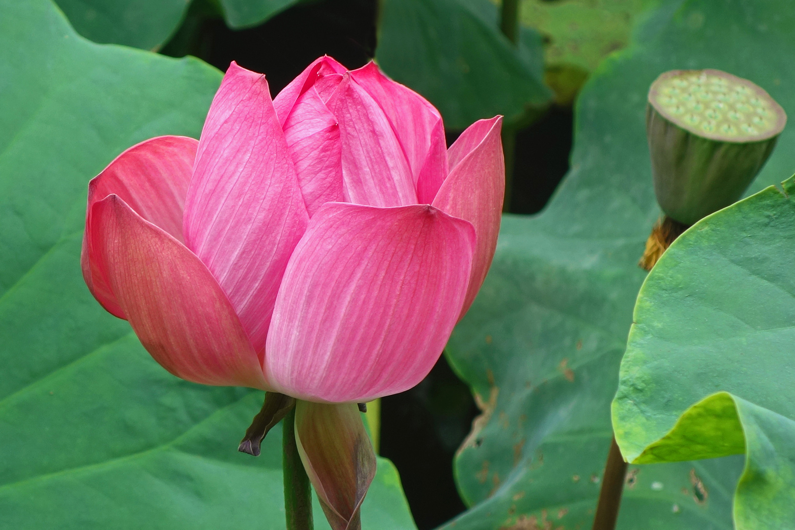 Lotusblüte und Kapsel