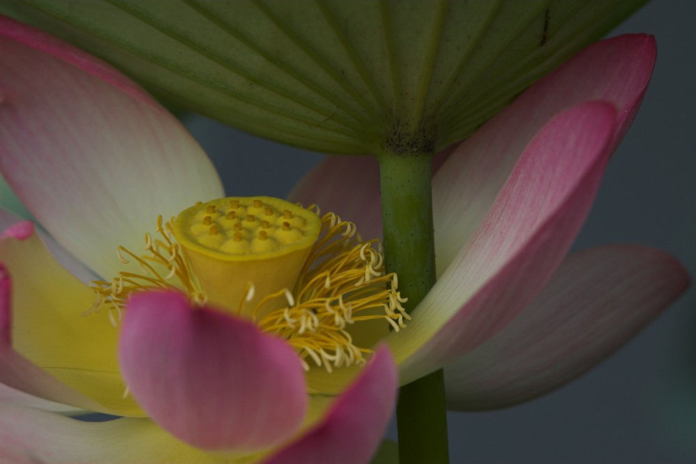 Lotusblüte unter dem Lotusblatt