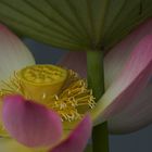 Lotusblüte unter dem Lotusblatt