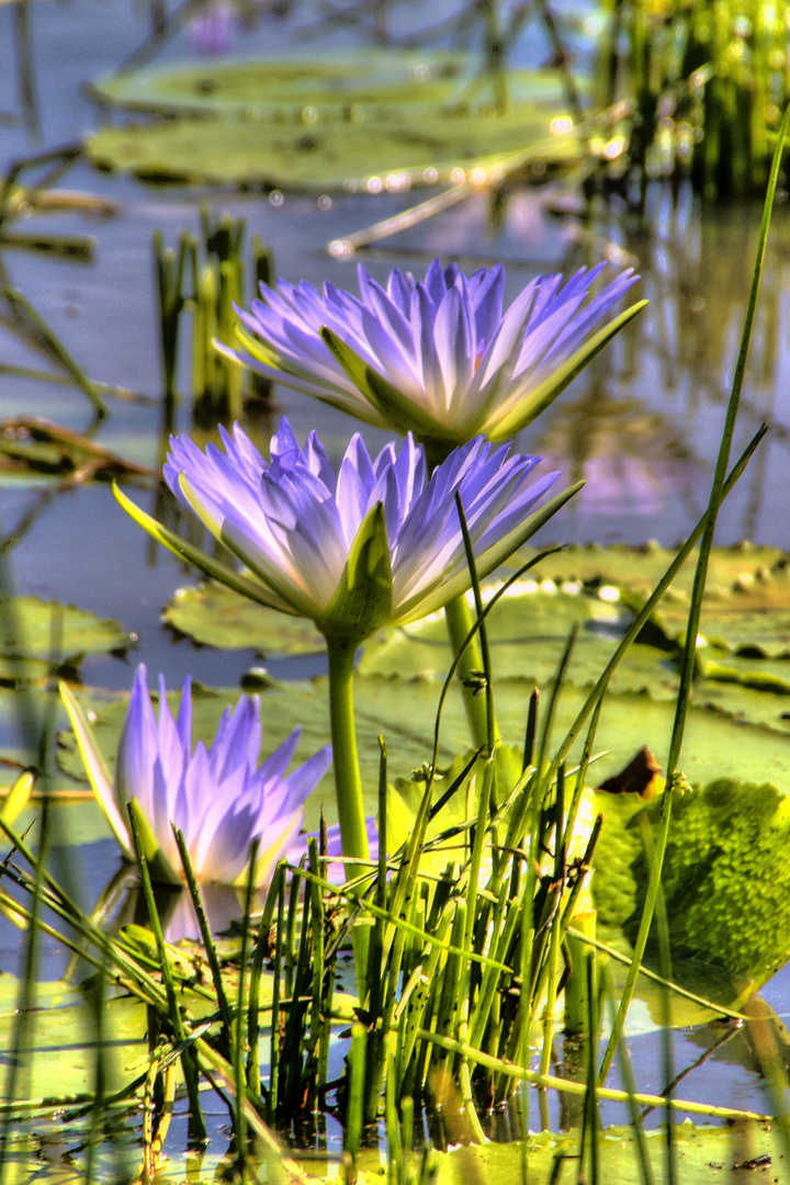 Lotusblüten