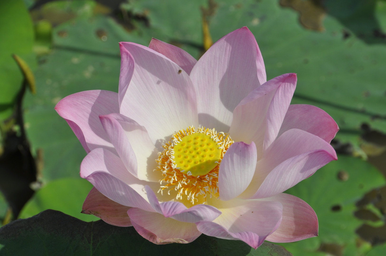 Lotusblüten Felder