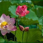 Lotusblüten in BN Vietnam