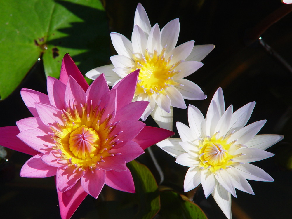 Lotusblüten in Thailand