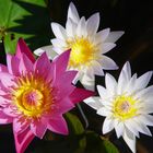 Lotusblüten in Thailand