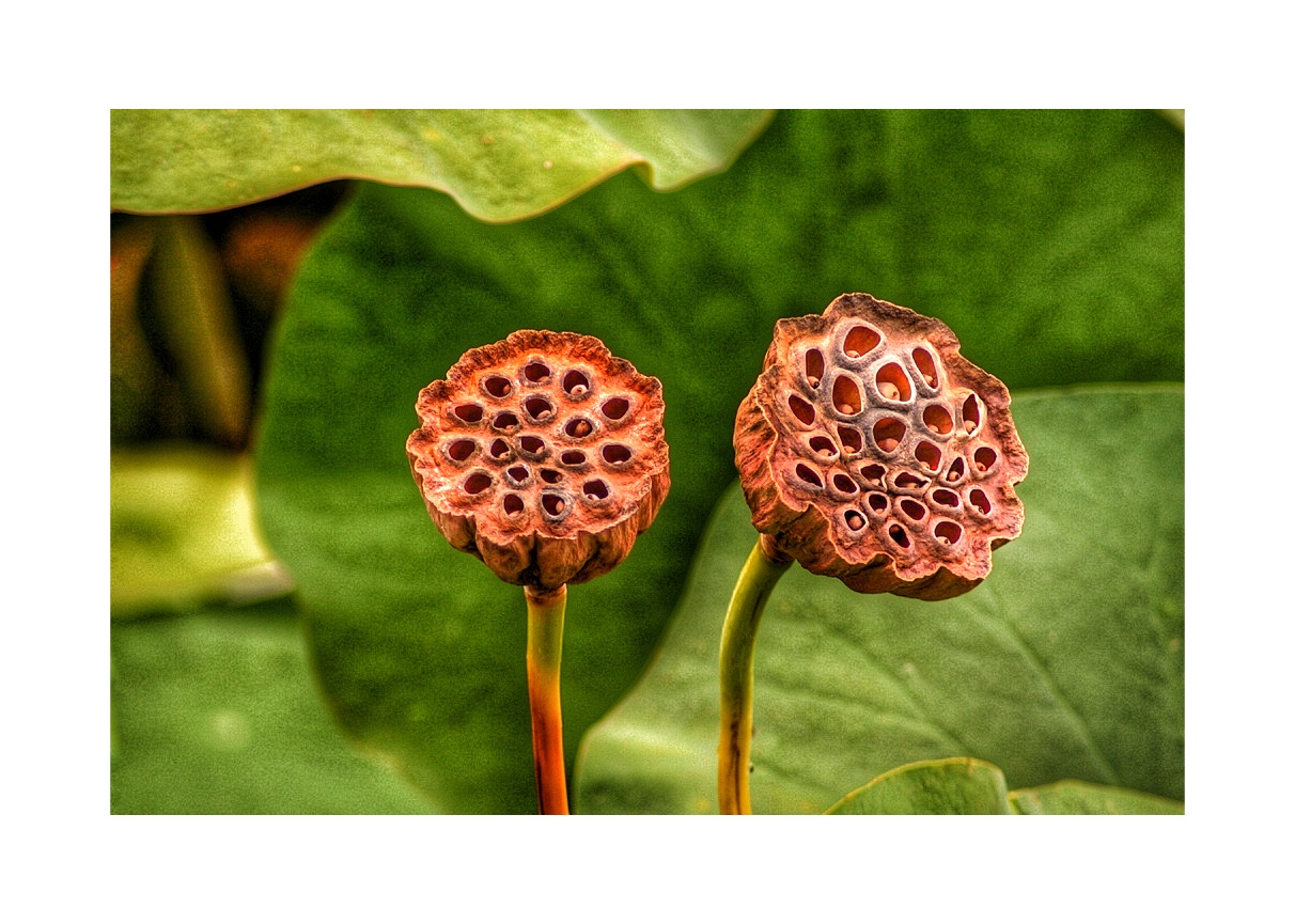 Lotusblüten/ Verblüht