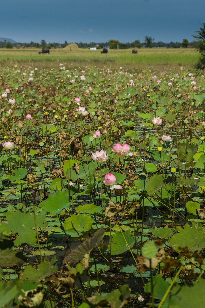 Lotusblütenfelder