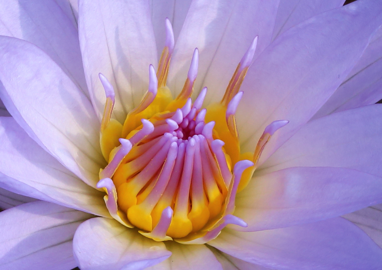 Lotusblume Foto & Bild | sommer, wasser, natur Bilder auf fotocommunity