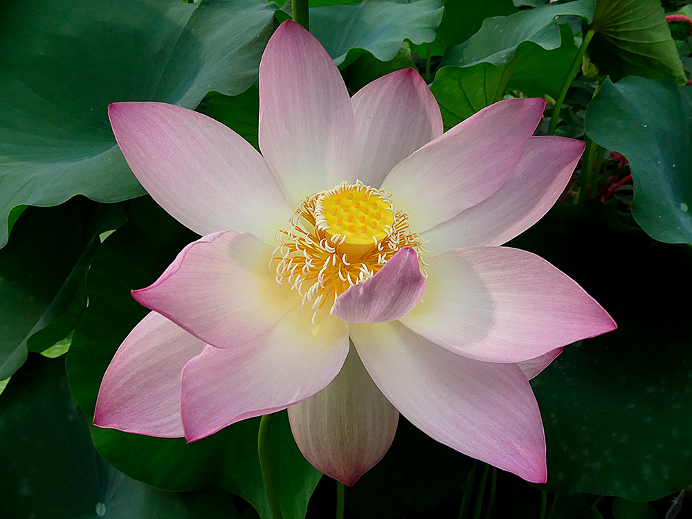 Lotusblume-1