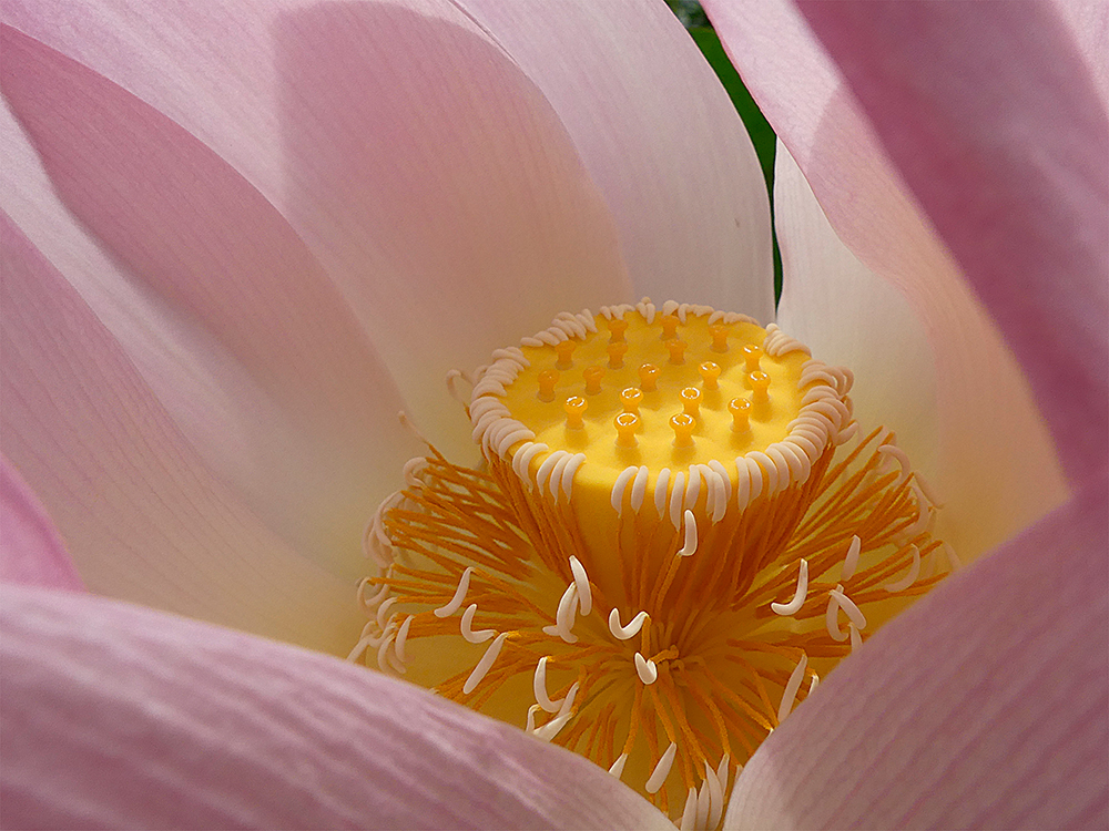 Lotusblume-3 Foto & Bild | gelb, botanischer garten, samenstand Bilder auf fotocommunity