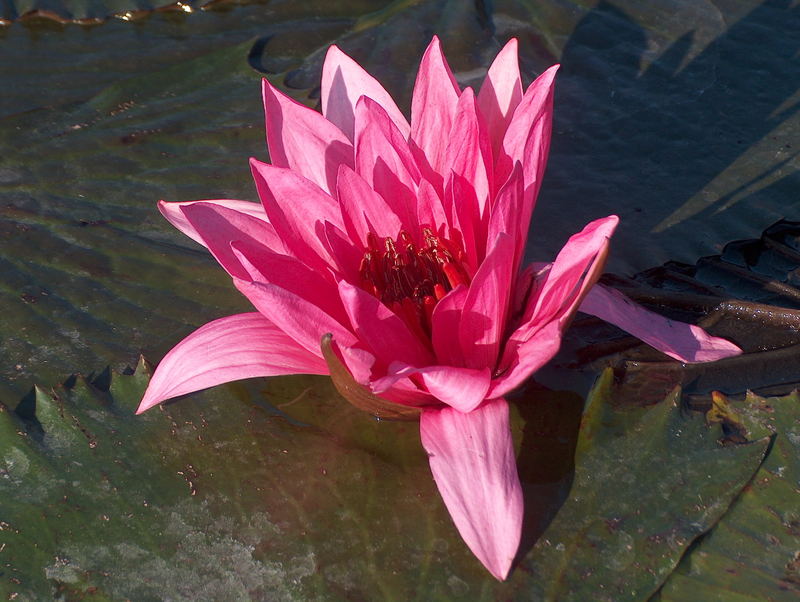 Lotusblume aus Heviz