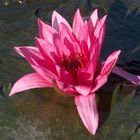 Lotusblume aus Heviz