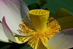 Lotusblume