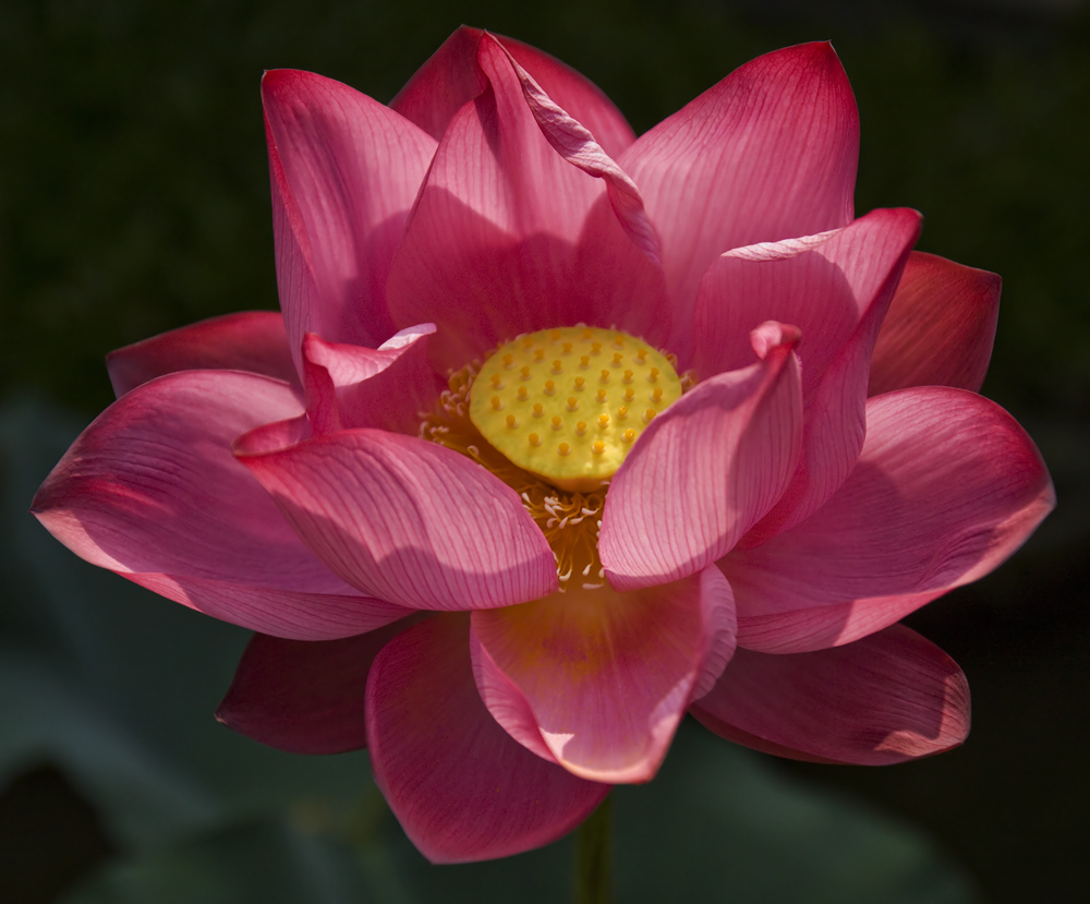 Lotusblume Foto & Bild vietnam Bilder auf