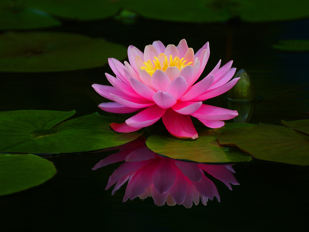 Lotusblume Foto & Bild wasser, natur, see Bilder auf