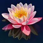 Lotusblume mit Spiegelung