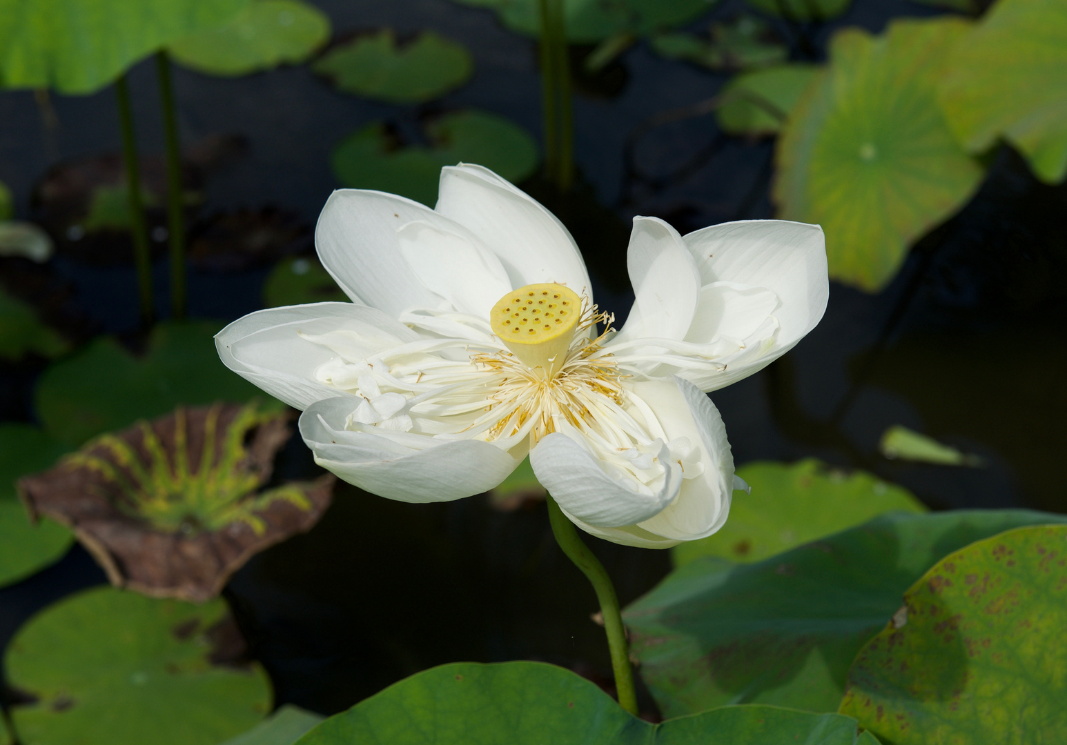 Lotusblume, Vietnam