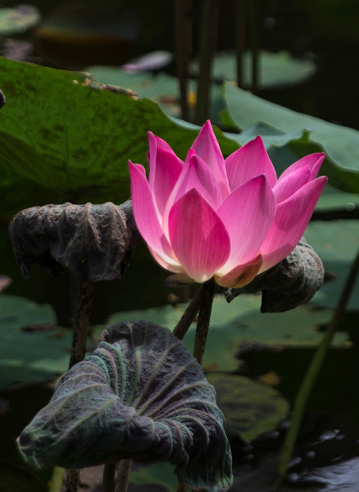 Lotusblumen im Pura Taman Saraswati in Ubud