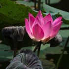 Lotusblumen im Pura Taman Saraswati in Ubud