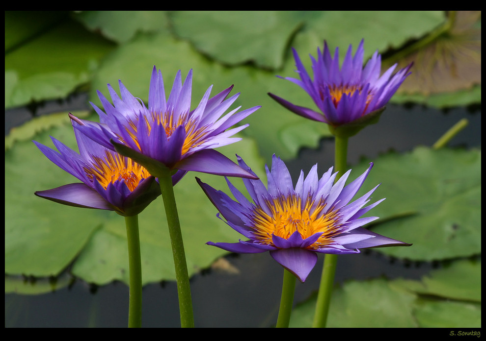 Lotusblumen in der Wilhelma I