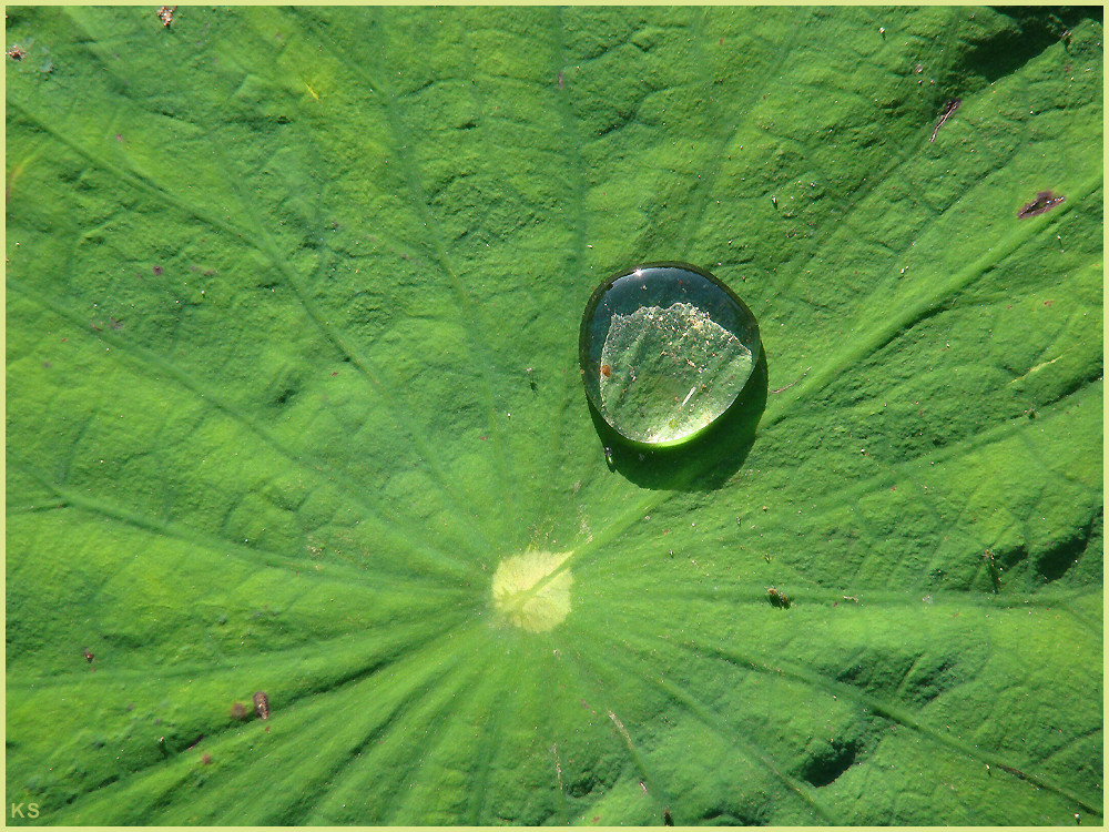 Lotusblumenblatt