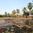 Lotusblumenteich und Palmen