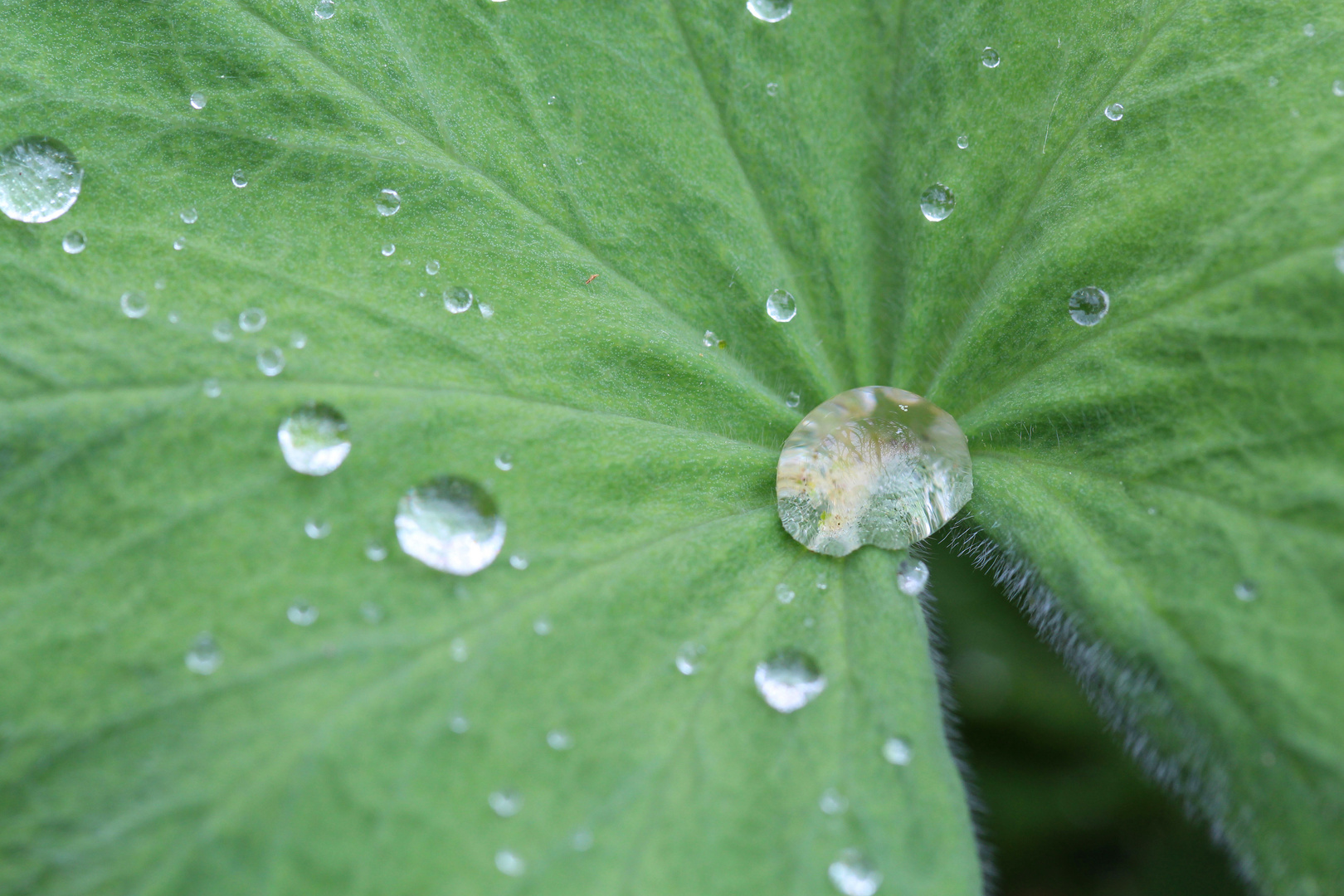 Lotuseffekt auf einem Blatt