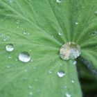 Lotuseffekt auf einem Blatt