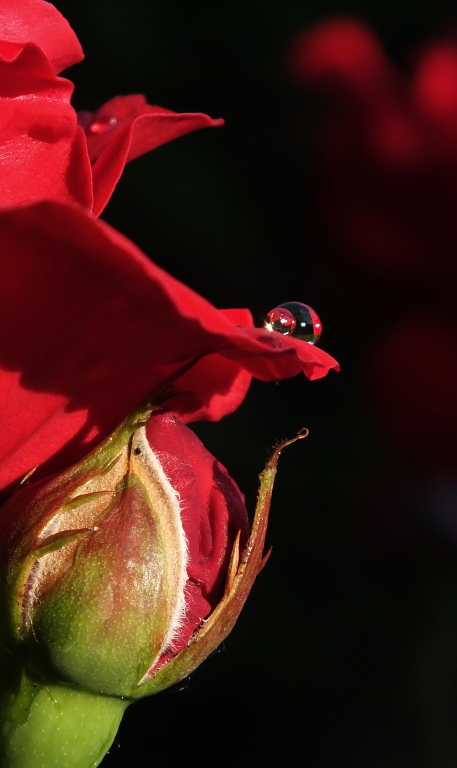 Lotuseffekt auf Rosenblatt