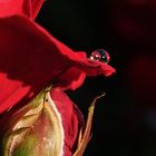 Lotuseffekt auf Rosenblatt