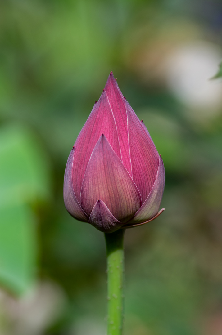 Lotusknospe in Franken