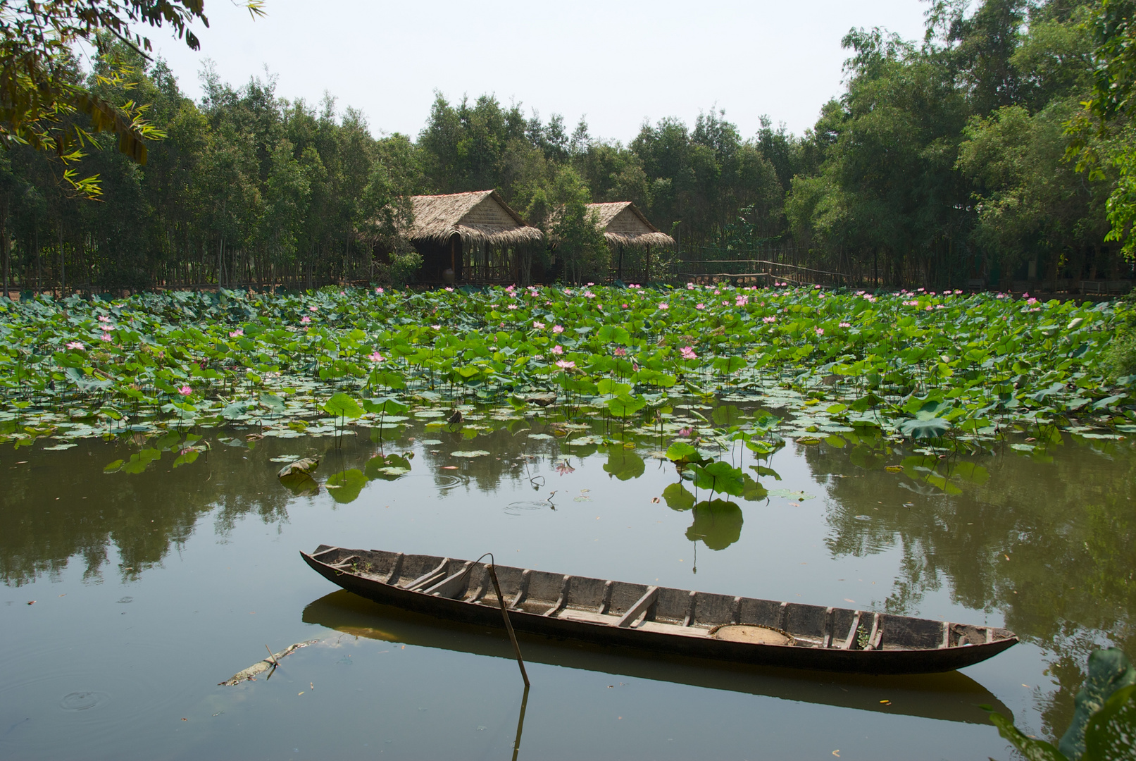 Lotusteich im Frieden - Vietnam