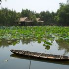 Lotusteich im Frieden - Vietnam