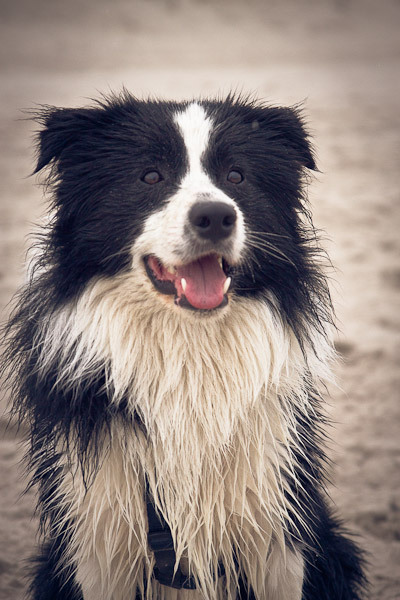 Lou am Ostseestrand