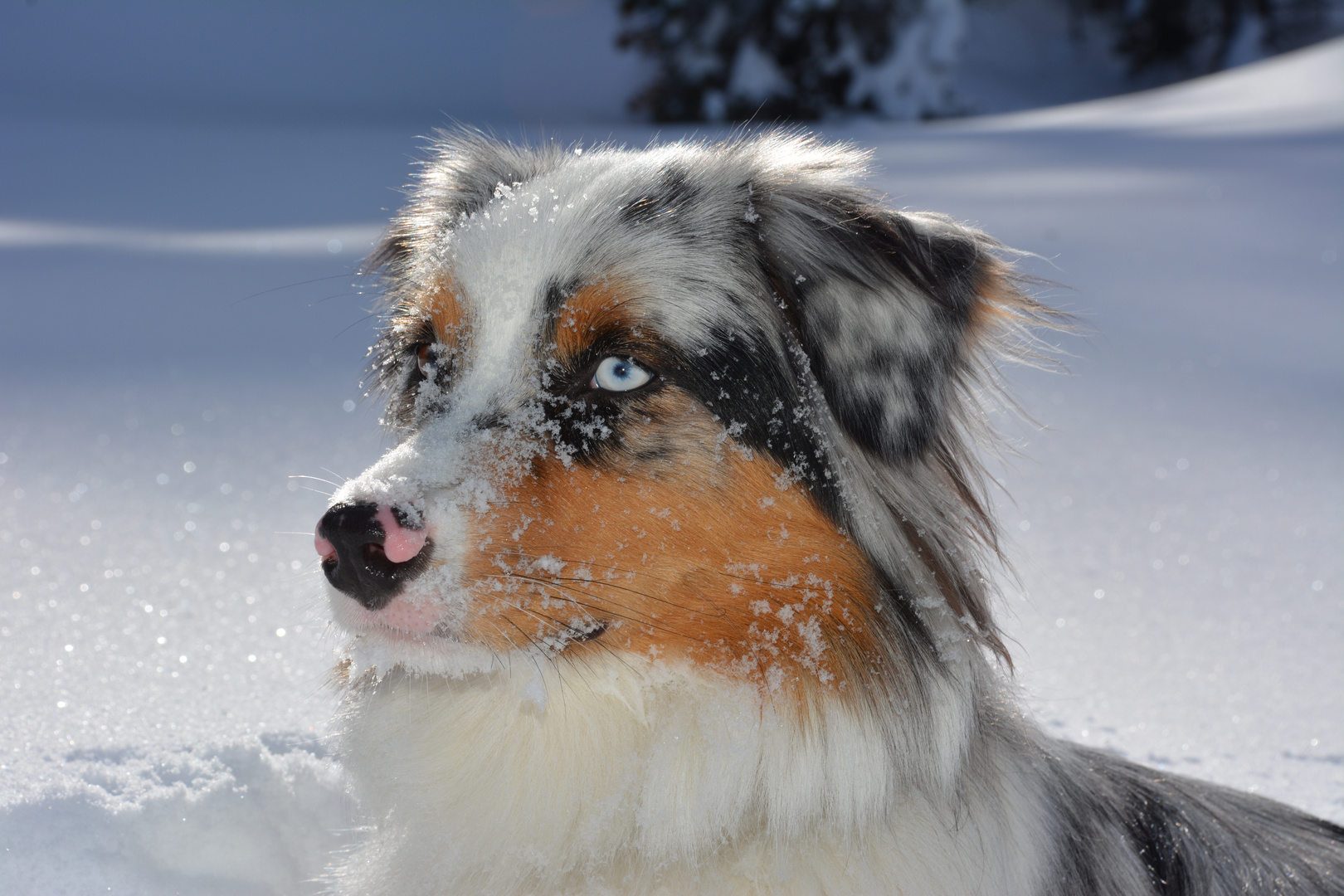 Lou im Schnee in Maloja