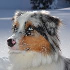 Lou im Schnee in Maloja