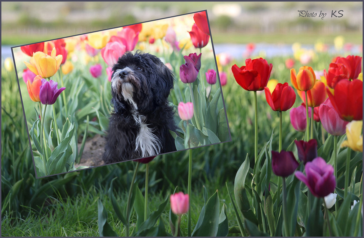 Lou-Lou mit beim Tulpenfeld