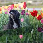 Lou-Lou mit beim Tulpenfeld