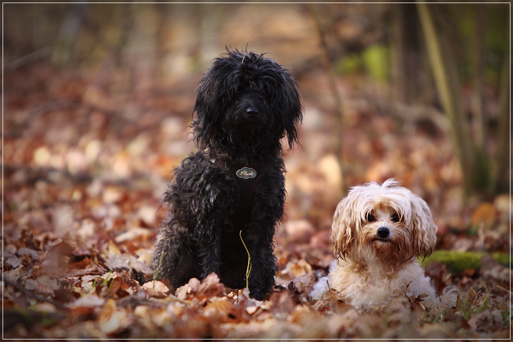 Lou und Amy ... die Schätze von meiner Schwester